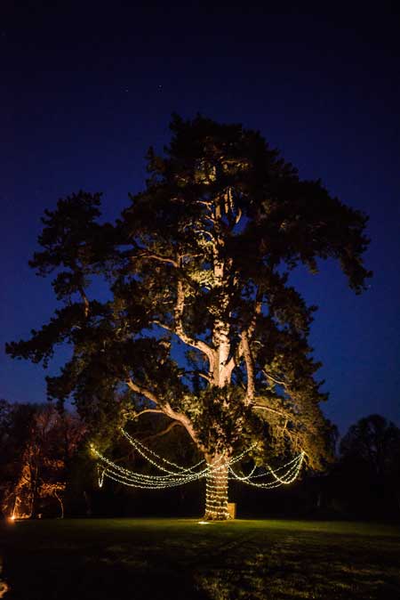 Image of a large tree with a fairy light canopy suspended from it.